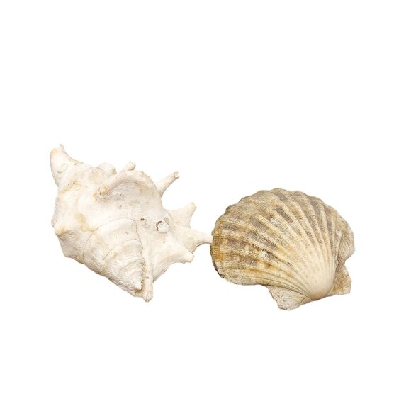 Vintage Conch & Scallop Seashells for Coastal Decor - Picture 3 of 4